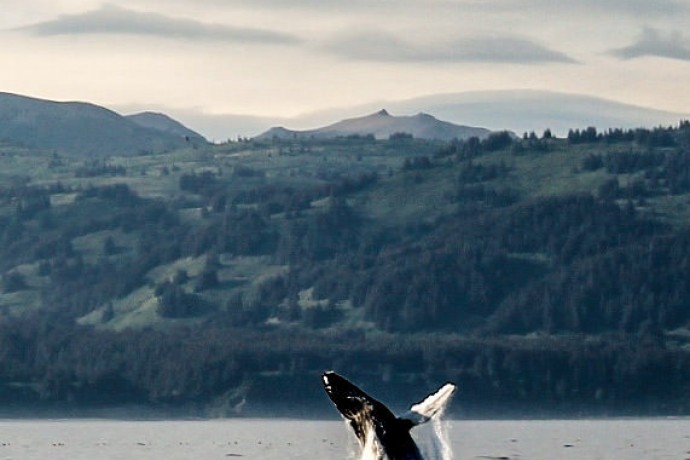 Best whale watching kachemak bay whales megan rolinger pdiw4c